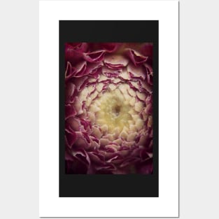 Mystery Dahlia Posters and Art